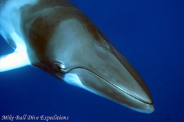 © copyright by Mike Ball Expeditions