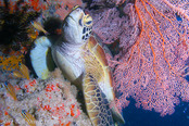 © copyright by Mike Ball Expeditions