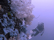 © copyright by Dlphine Bay Divers