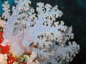 © copyright by Dolphin Bay Divers