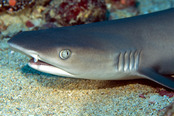 © copyright by Manta Ray Bay Resort & Yap Divers