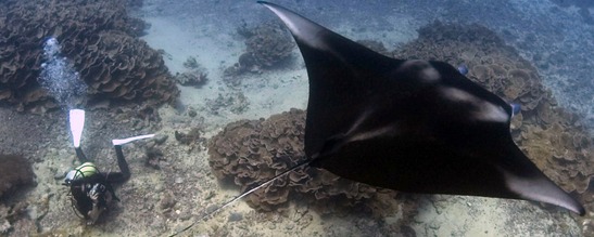 © copyright by Manta Ray Bay Resort & Yap Divers