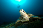 © copyright by Sinai Divers