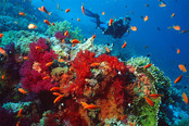 © copyright by Sinai Divers