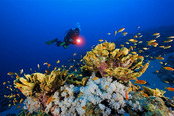 © copyright by Sinai Divers