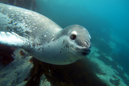 © copyright by Jonas Thormar, Oceanwide Expeditions