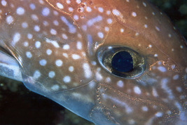 © copyright by Nautilus Explorer