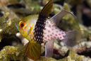 © copyright by Maratua Paradise Resort