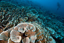© copyright by Maratua Paradise Resort