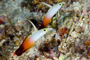 © copyright by Maratua Paradise Resort