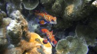© copyright by Camiguin Action Geckos