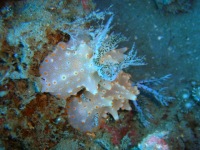 © copyright by Camiguin Action Geckos