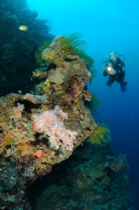 © copyright by Camiguin Action Geckos