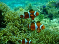 © copyright by Camiguin Action Geckos