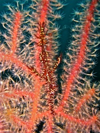 © copyright by Camiguin Action Geckos