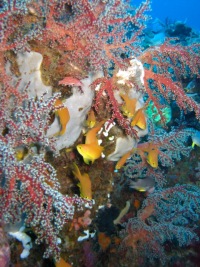 © copyright by Camiguin Action Geckos