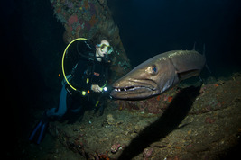 © copyright by Wilfried Niedermayr