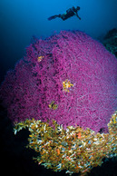 © copyright by Rodger Klein