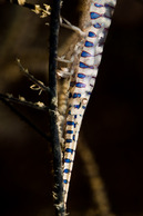 © copyright by Rodger Klein