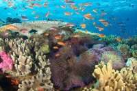 © copyright by Diversion Dive Travel