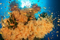 © copyright by Diversion Dive Travel