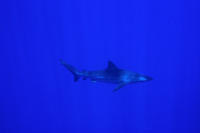 © copyright by Scuba-Diving-Fiji.com