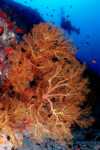 © copyright by Scuba-Diving-Fiji.com