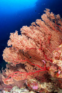 © copyright by Scuba-Diving-Fiji.com