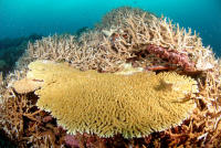 © copyright by Scuba-Diving-Fiji.com