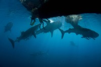 © copyright by Damai