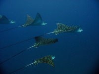 © copyright by Scuba-Diving-Fiji.com