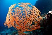 © copyright by Scuba-Diving-Fiji.com