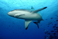 © copyright by Diversion Dive Travel