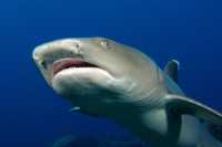 © copyright by Diversion Dive Travel