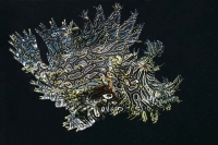 © copyright by Peter Lange