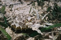 © copyright by Peter Lange