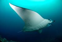 © copyright by Scuba-Diving-Fiji.com