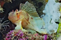 © copyright by Peter Lange