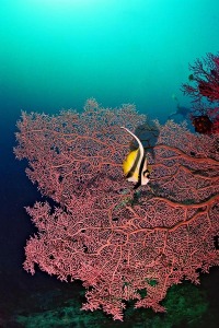 © copyright by Peter Lange