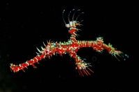 © copyright by Peter Lange