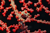 © copyright by Peter Lange