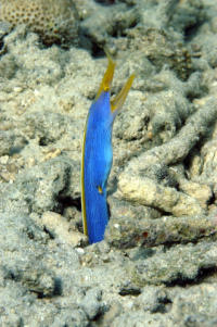 © copyright by Scuba-Diving-Fiji.com