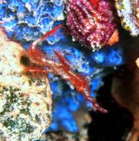 © copyright by Scuba-Diving-Fiji.com