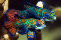 © copyright by Manta Ray Bay Resort