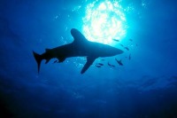 © copyright by Werner Thiele