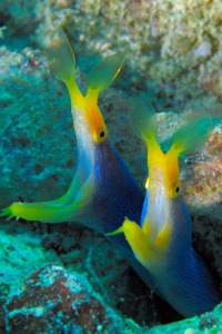 © copyright by Thomas Lueken