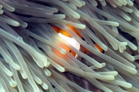 © copyright by Simone Baechtold