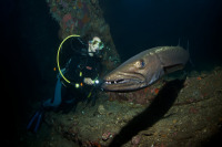 © copyright by Wilfried Niedermayr