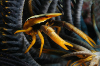 © copyright by Ines Christ