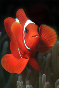 © copyright by Ines Christ